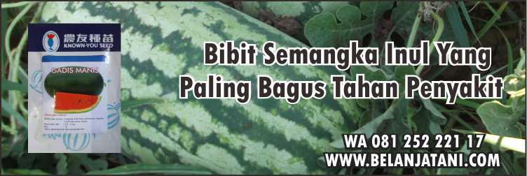  Benih Semangka, Bibit Semangka Inul Yang Paling Bagus,Pertanian,Semangka Inul,Budidaya Semangka Inul