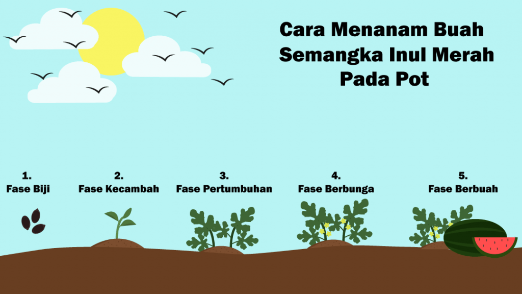 Benih Semangka Inul, Semangka Inul,Buah,Benih Hibrida, Bibit Semangka Inul Super Besar Redin