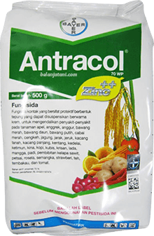 Jamur, Antraknosa,Layu Fusarium,Pestisida,Tanaman Cabai