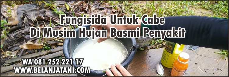 Fungisida Untuk Cabe Di Musim Hujan,Musim Hujan,Pertanian,Tanaman cabe,Penyakit Tanaman.