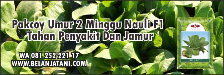 Benih Sayur Hibrida, Sawi Pakcoy, Pakcoy Umur 2 Minggu Nauli F1,Cara Menanam Sawi,Cara Pemupukan Sawi 