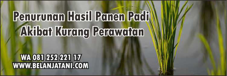 Perawatan Padi Umur 70 Hari,Tanaman Padi,Hama Serangga,Insektisida,Pertanian