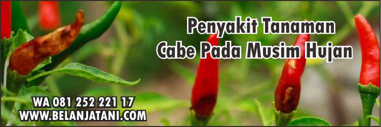 Fungisida Untuk Cabe Di Musim Hujan,Musim Hujan,Pertanian,Tanaman cabe,Penyakit Tanaman.