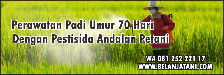 Perawatan Padi Umur 70 Hari,Tanaman Padi,Hama Serangga,Insektisida,Pertanian