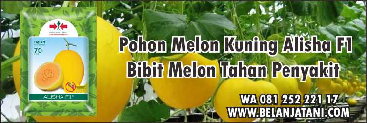 Pohon Melon Kuning Alisha F1,Melon Kuning,Melon Golden,Pemupukan Melon,Budidaya Melon Kuning.