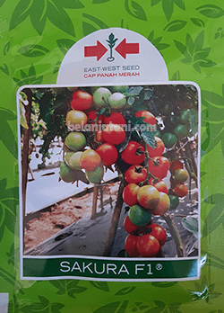 Sayuran,Musim Hujan,Benih Hibrida,Toko Bibit Sayuran Terdekat,Bibit Sayuran Terbaik