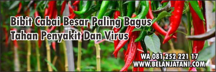 Benih Cabe Hibrida, Bibit Cabai Besar Paling Bagus,Virus Gemini,Virus Kuning Cabe, Cara Menanam Cabe