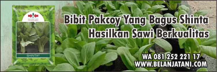 Bibit Sayur, Sawi Pakcoy, Bibit Pakcoy, Toko Bibit Sayuran Terdekat, Bibit Pakcoy Yang Bagus