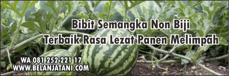 Bibit Semangka Non Biji Terbaik,Benih Semangka Terbaik,Cara Menanam Semangka,Cara Budidaya Semangka Non Biji,Semangka Non Biji