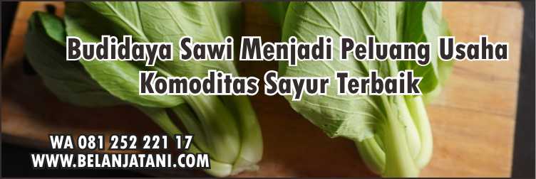 Harga Pakcoy Di Pasaran, Sawi Daging, Bibit Sayuran, Toko Bibit Sayuran Terdekat, Benih Sawi Pak Choy