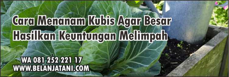 Cara Menanam Kubis Agar Besar, Benih Hibrida, Bibit Kubis, Benih Kol,Benih Sayuran