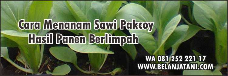 Bibit Sayur, Sawi Pakcoy, Bibit Pakcoy, Toko Bibit Sayuran Terdekat, Bibit Pakcoy Yang Bagus