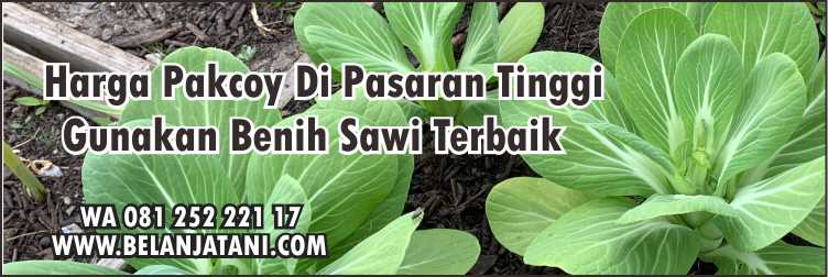 Harga Pakcoy Di Pasaran, Sawi Daging, Bibit Sayuran, Toko Bibit Sayuran Terdekat, Benih Sawi Pak Choy