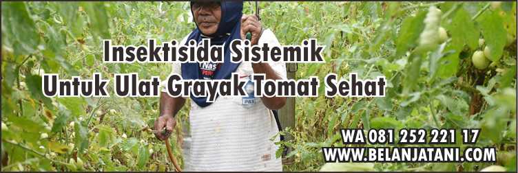 Budidaya Tomat,Pestisida, Insektisida Sistemik Untuk Ulat Grayak,Sayuran, Ulat Grayak
