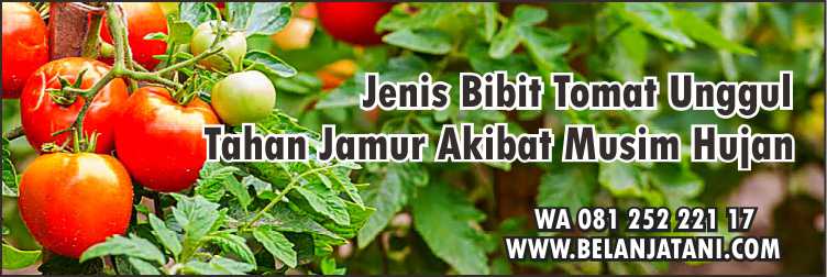 Benih Tomat Dataran rendah, Bibit Tomat Yg Bagus,Sayuran,Musim Hujan,Benih Hibrida