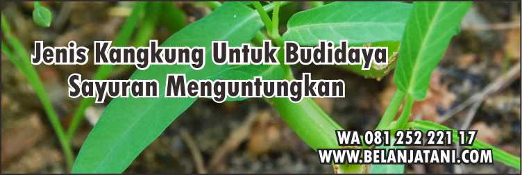 Benih Sayuran, Toko Benih Sayuran Terdekat,Sayuran,Kakung Darat,Kangkung Air