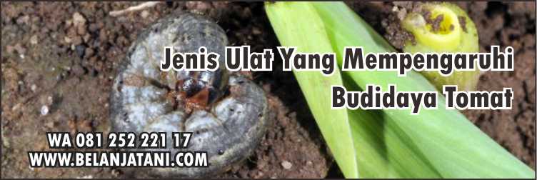 Budidaya Tomat,Pestisida, Insektisida Sistemik Untuk Ulat Grayak,Sayuran, Ulat Grayak