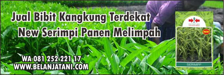 Jual Bibit Kangkung Terdekat New Serimpi,Bibit Kangkung,Sayuran,Toko Bibit Sayuran Terdekat ,Kagkung Darat