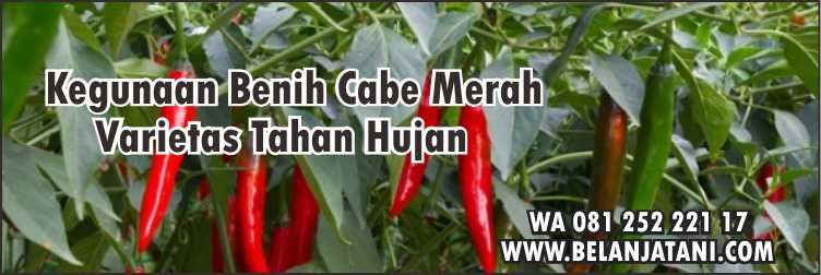Benih Cabe Hibrida, Bibit Cabai Besar Paling Bagus,Virus Gemini,Virus Kuning Cabe, Cara Menanam Cabe
