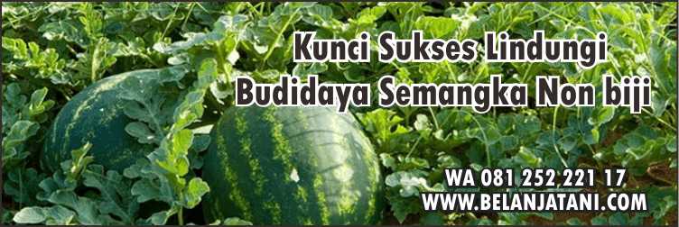 Bibit Semangka Non Biji Terbaik,Benih Semangka Terbaik,Cara Menanam Semangka,Cara Budidaya Semangka Non Biji,Semangka Non Biji.