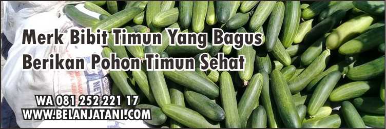 Merk Bibit Timun Yang Bagus,Budidaya Timun, Bibit Mentimun, Sayuran,Penyakit Kresek,Mentimun