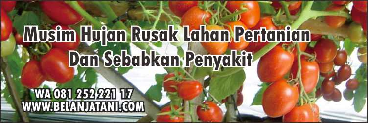 Benih Tomat Dataran rendah, Bibit Tomat Yg Bagus,Sayuran,Musim Hujan,Benih Hibrida