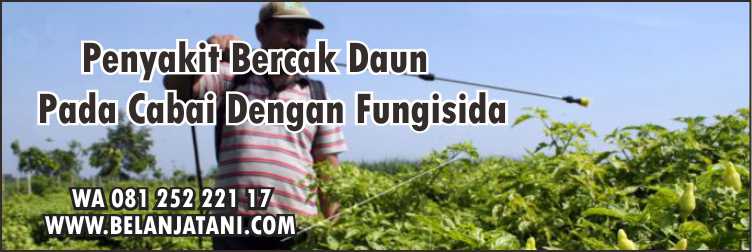 Penyakit Bercak Cabe,Layu Fusarium, Penyakit Bercak Daun Pada Cabai,Benih Cabai Hibrida,Fungisida Cabai