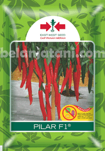 Menyediakan Bibit Cabe Merah Pilar F1 Harga Mura Kualitas Terbaik | Belanja Tani Tanaman Cabai,Pembibitan Cabai,Penanaman Cabai,Musim Hujan,Benih Cabai