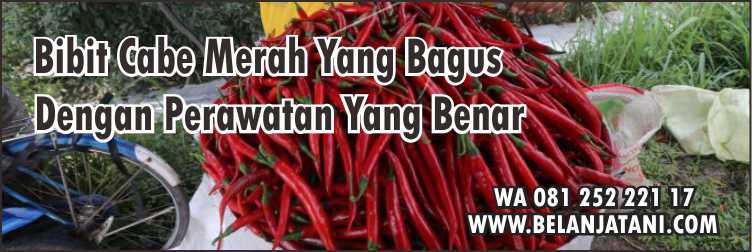 Bibit Cabe Merah Yang Bagus, Bibit Cabe Columbus, Cara Menanam Cabe,Musim Hujan, Tanaman Cabe