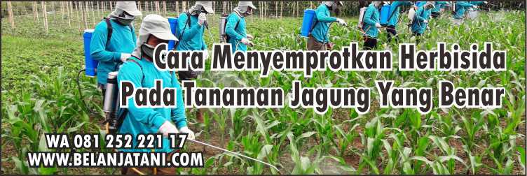 Harga Kayabas 1 Liter, Harga Kayabas, Kayabas Untuk Jagung,Obat Rumput Jagung,Herbisida Jagung Kayabas, Racun Rumput Paling Kuat