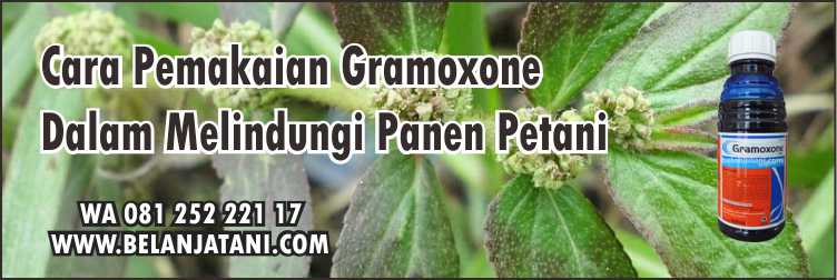 Menyediakan Herbisida Gramoxone 276 SL Harga Murah Kualitas Terbaik | Belanja Tani Cara Pemakaian Gramoxone,Herbisida, Racun Rumput Paling Kuat, Gulma, Rumput Liar
