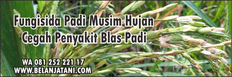 Fungisida Padi Musim Hujan,Penyakit Daun Padi,Obat Blas Padi,Budidaya Padi,Fungisida Padi