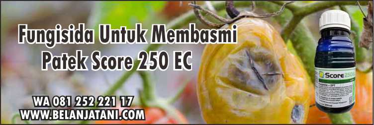 Fungisida Untuk Membasmi Patek,Obat Patek Cabai,Antraknosa,Penyakit Patek,Fungisida Sistemik