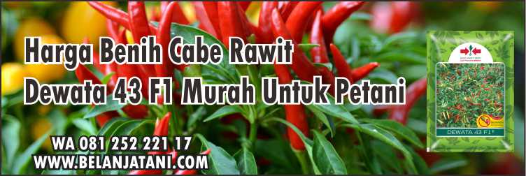 Harga Benih Cabe Rawit Dewata 43 F1,Bibit Cabai Rawit,Cara Menanam Cabai,Budidaya Cabe,Benih Hibrida