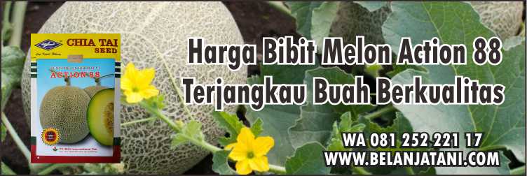 Menyediakan Benih Melon Hibrida Action 88 Harga Murah Kualitas Terbaik | Belanja Tani Harga Bibit Melon Action 88, Jual Bibit Buah Terdekat, Bibit Melon, Cara Merawat Melon, Cara Menanam Melon