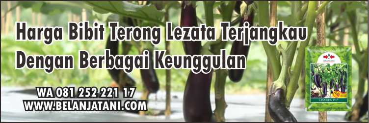 Harga Bibit Terong Lezata,Bibit Terong Lezata,Cara Menanam Terong,Budidaya Terong Ungu,Tanaman Terong Ungu