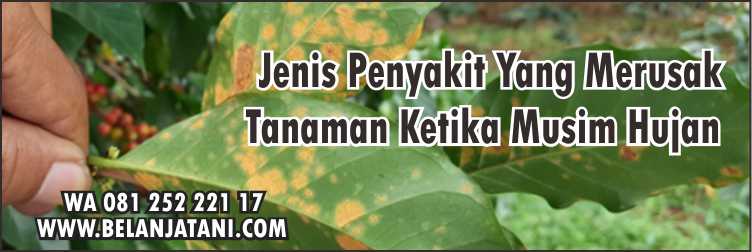 Fungisida Untuk Membasmi Patek,Obat Patek Cabai,Antraknosa,Penyakit Patek,Fungisida Sistemik