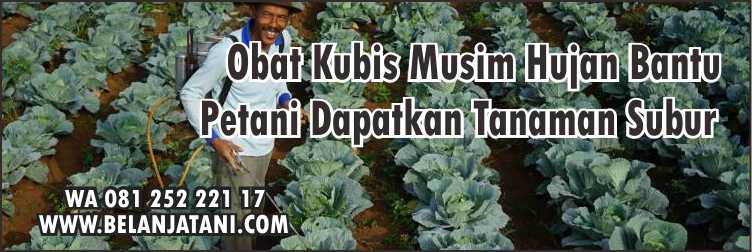 Obat kubis paling ampuh,Fungisida Untuk Kubis,Fungisida Sayur,Musim Hujan,Kubis