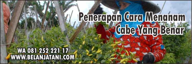 Harga Benih Cabe Rawit Dewata 43 F1,Bibit Cabai Rawit,Cara Menanam Cabai,Budidaya Cabe,Benih Hibrida