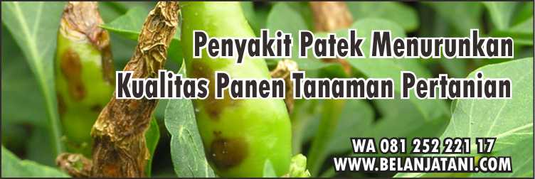 Fungisida Untuk Membasmi Patek,Obat Patek Cabai,Antraknosa,Penyakit Patek,Fungisida Sistemik
