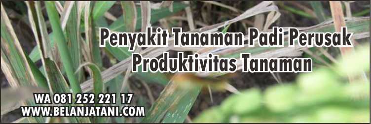 Fungisida Padi Musim Hujan,Penyakit Daun Padi,Obat Blas Padi,Budidaya Padi,Fungisida Padi