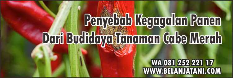 Tanaman Cabai,Pembibitan Cabai,Penanaman Cabai,Musim Hujan,Benih Cabai