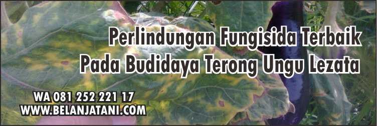 Harga Bibit Terong Lezata,Bibit Terong Lezata,Cara Menanam Terong,Budidaya Terong Ungu,Tanaman Terong Ungu
