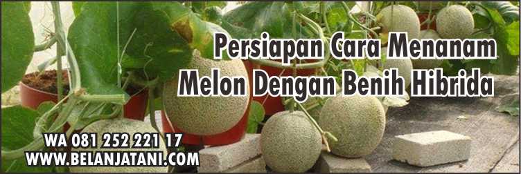 Harga Bibit Melon Action 88, Jual Bibit Buah Terdekat, Bibit Melon, Cara Merawat Melon, Cara Menanam Melon