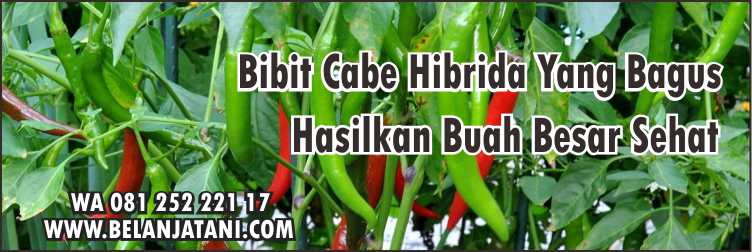 Bibit Cabe Hibrida Yang Bagus,Cara Menanam Cabe,Tanaman Cabe,Budidaya Cabe,Perawatan Tanaman Cabe