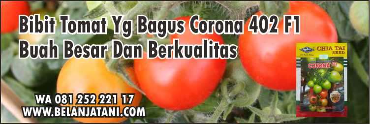 Bibit Tomat Yg Bagus Corona 402 F1, Bibit tomat, Budidaya Tomat, Tomat , Hidroponik,Cara Menanam tomat