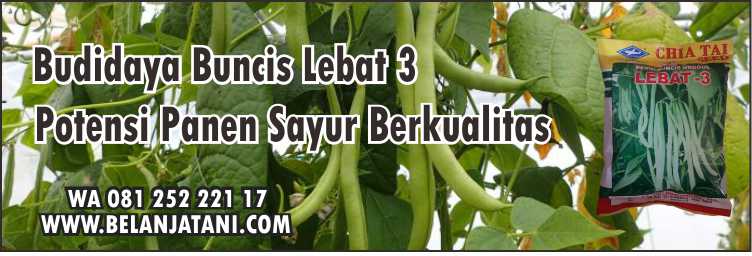 Budidaya Buncis Lebat 3,Buncis, Buncis Tegak ,Budidaya Buncis, Bibit Buncis, Cara Menanam Buncis