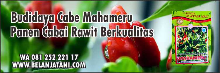 Budidaya Cabe Mahameru,Bibit Cabe Rawit,Cabe Rawit,Cara Menanam Cabe,Harga Bibit Cabai,