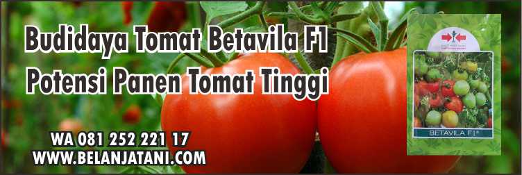 Budidaya Tomat Betavila F1, Pestisida Tomat, Budidaya Tomat, Cara Menanam Tomat,Benih Tomat