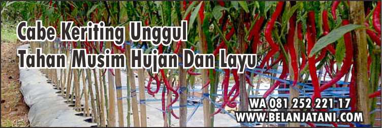 Harga Benih Cabe Laju F1, Tanaman Cabe Keriting,Bibit Cabe Keriting,Harga Benih Cabai Keriting,Budidaya Cabe ,